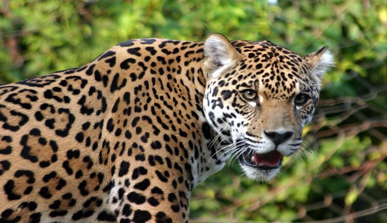 Indian Leopard